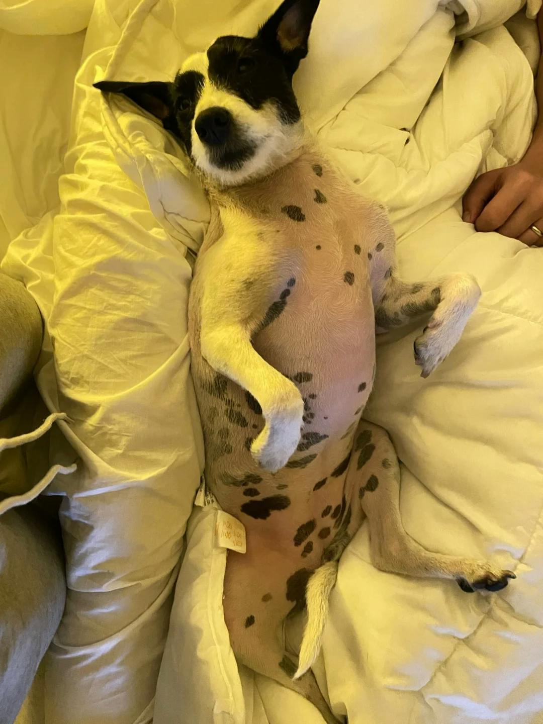 My pup Lila on her belly, not wanting to get out of bed!